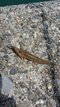 埴田漁港でキス・ハゼ〜お昼間のど干潮でもアタリ多く