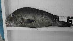 日置地磯　フカセ・ボイルでコロダイ釣ゲット…