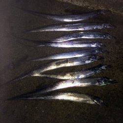 北港 テンヤのタチウオ狙いもサイズには不満