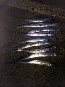 北港 テンヤのタチウオ狙いもサイズには不満