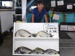 キッズ釣り師、紀州釣りでヘダイ48.5cm★