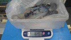 堺堤防にてエギングでアオリイカ1645g