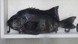 すさみ地磯でイシダイ58cm