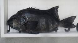 すさみ地磯でイシダイ58cm