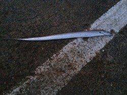 北港 テンヤのタチウオ狙いもサイズには不満