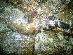 津居山で雨の中メバリング、良型メバルにガシラ・ソイ