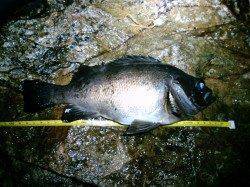 津居山で雨の中メバリング、良型メバルにガシラ・ソイ