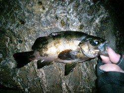 竹野でメバリング〜渋い釣行の中で貴重なメバル2匹♪