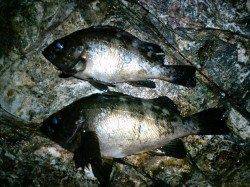 竹野でメバリング〜渋い釣行の中で貴重なメバル2匹♪