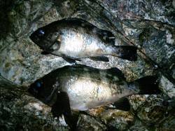 竹野でメバリング〜渋い釣行の中で貴重なメバ…