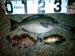 竹野港　メバリング釣行でメバルの他グレの33cmも