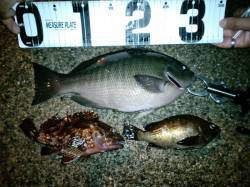 竹野港　メバリング釣行でメバルの他グレの3…