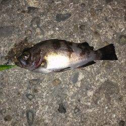 本荘人工島でメバル〜フロートリグで遠投するもバイトは足元ばかり