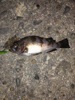 本荘人工島でメバル〜フロートリグで遠投するもバイトは足元ばかり