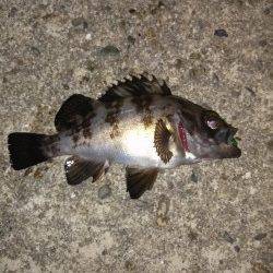 本荘人工島でメバル〜フロートリグで遠投するもバイトは足元ばかり