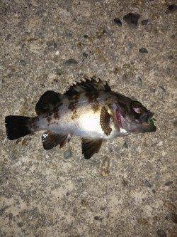 本荘人工島でメバル〜フロートリグで遠投するもバイトは足元ばかり