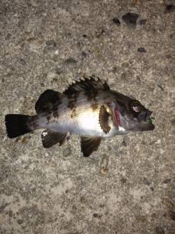 本荘人工島でメバル〜フロートリグで遠投する…