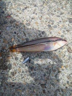 本荘人工島 テトラ帯をランガンして探り釣り〜メバル・ガシラなど