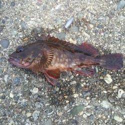 本荘人工島 テトラ帯をランガンして探り釣り〜メバル・ガシラなど