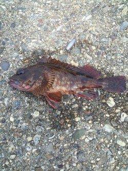 本荘人工島 テトラ帯をランガンして探り釣り〜メバル・ガシラなど