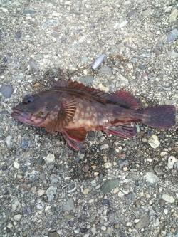 本荘人工島 テトラ帯をランガンして探り釣り…