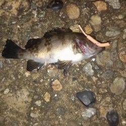 高砂港　表層狙いのメバリングでメバル狙い