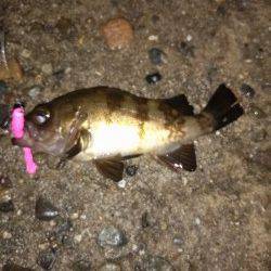 高砂港　表層狙いのメバリングでメバル狙い