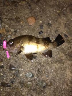 高砂港　表層狙いのメバリングでメバル狙い