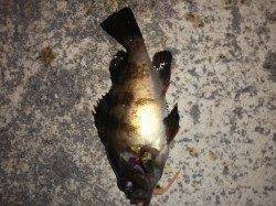 仕事帰り釣行　伊保港でメバルゲーム