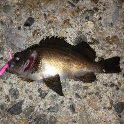 仕事帰り釣行　伊保港でメバルゲーム