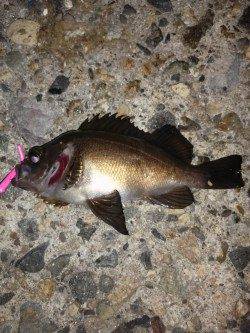 仕事帰り釣行　伊保港でメバルゲーム