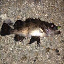 伊保港メバリング〜メインの竿折りながらも21匹の好釣果