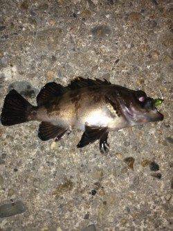 伊保港メバリング〜メインの竿折りながらも21匹の好釣果