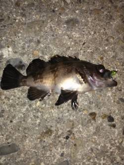 伊保港メバリング〜メインの竿折りながらも2…