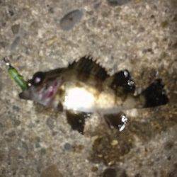 伊保港メバリング〜メインの竿折りながらも21匹の好釣果