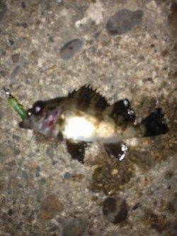 伊保港メバリング〜メインの竿折りながらも21匹の好釣果