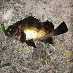 本荘人工島のメバリングで最後にシーバスがアタック！