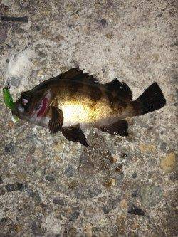 本荘人工島のメバリングで最後にシーバスがアタック！