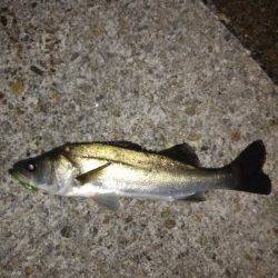 本荘人工島のメバリングで最後にシーバスがアタック！