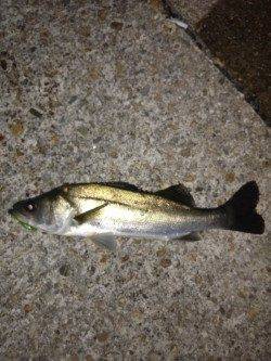 本荘人工島のメバリングで最後にシーバスがアタック！