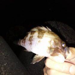 上げ潮を目あてにメバリングスタート〜伊保港のメバル釣果