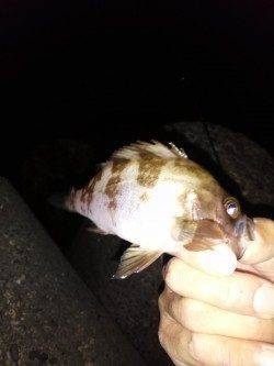 上げ潮を目あてにメバリングスタート〜伊保港のメバル釣果