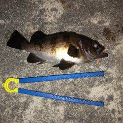 上げ潮を目あてにメバリングスタート〜伊保港のメバル釣果