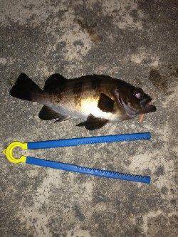 上げ潮を目あてにメバリングスタート〜伊保港のメバル釣果