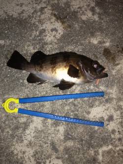 上げ潮を目あてにメバリングスタート〜伊保港…