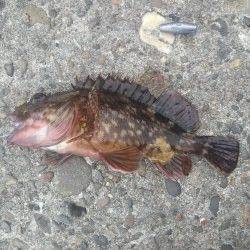 高砂港 探り釣りでガシラ・メバル〜ズシっとくるアタリでハリス切れも