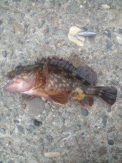 高砂港 探り釣りでガシラ・メバル〜ズシっとくるアタリでハリス切れも