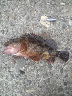 高砂港 探り釣りでガシラ・メバル〜ズシっと…