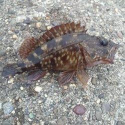 高砂港 探り釣りでガシラ・メバル〜ズシっとくるアタリでハリス切れも