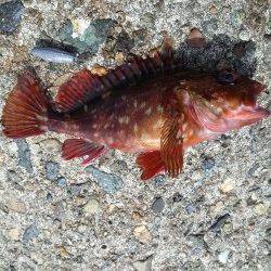 高砂港にて探り釣り〜アイナメ・ガシラ・タケノコメバル